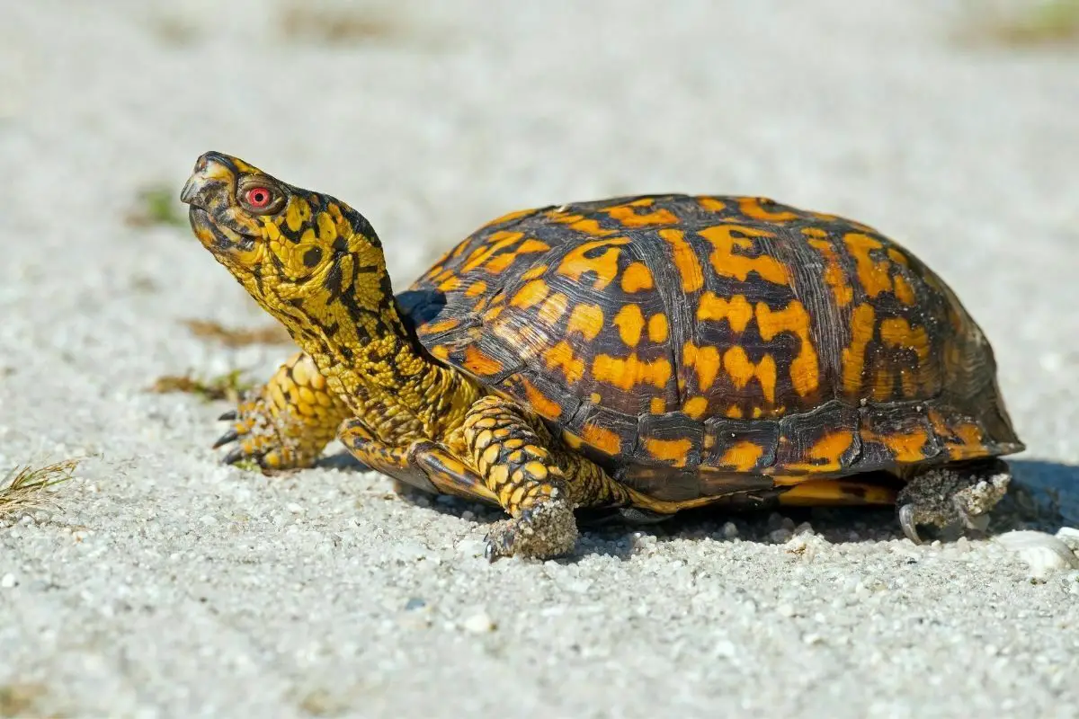 box turtle walking in the sand