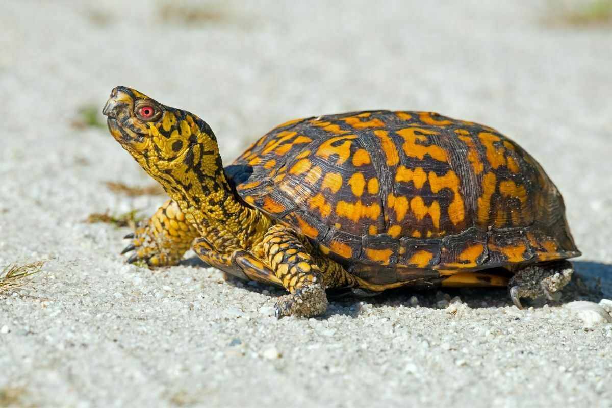 Box turtle looking up