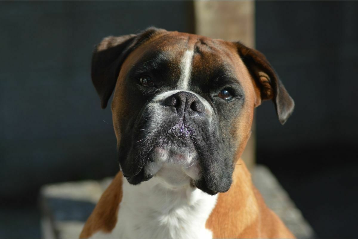 Boxer dog