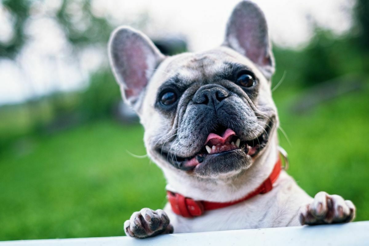 Portrait of a french bulldog