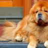 ginger chow chow dog with sad face lies on doorstep. Chow Chow is guard dog, companion, one of the oldest dog breeds.