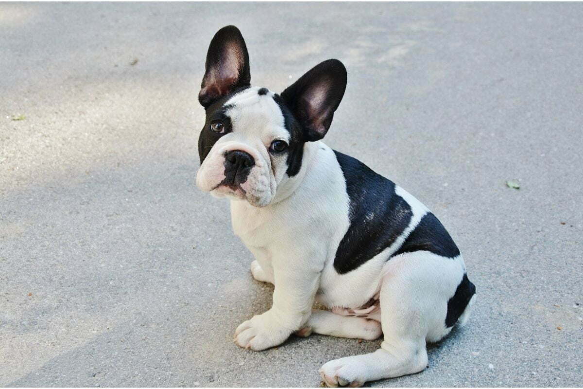 French bulldog puppy