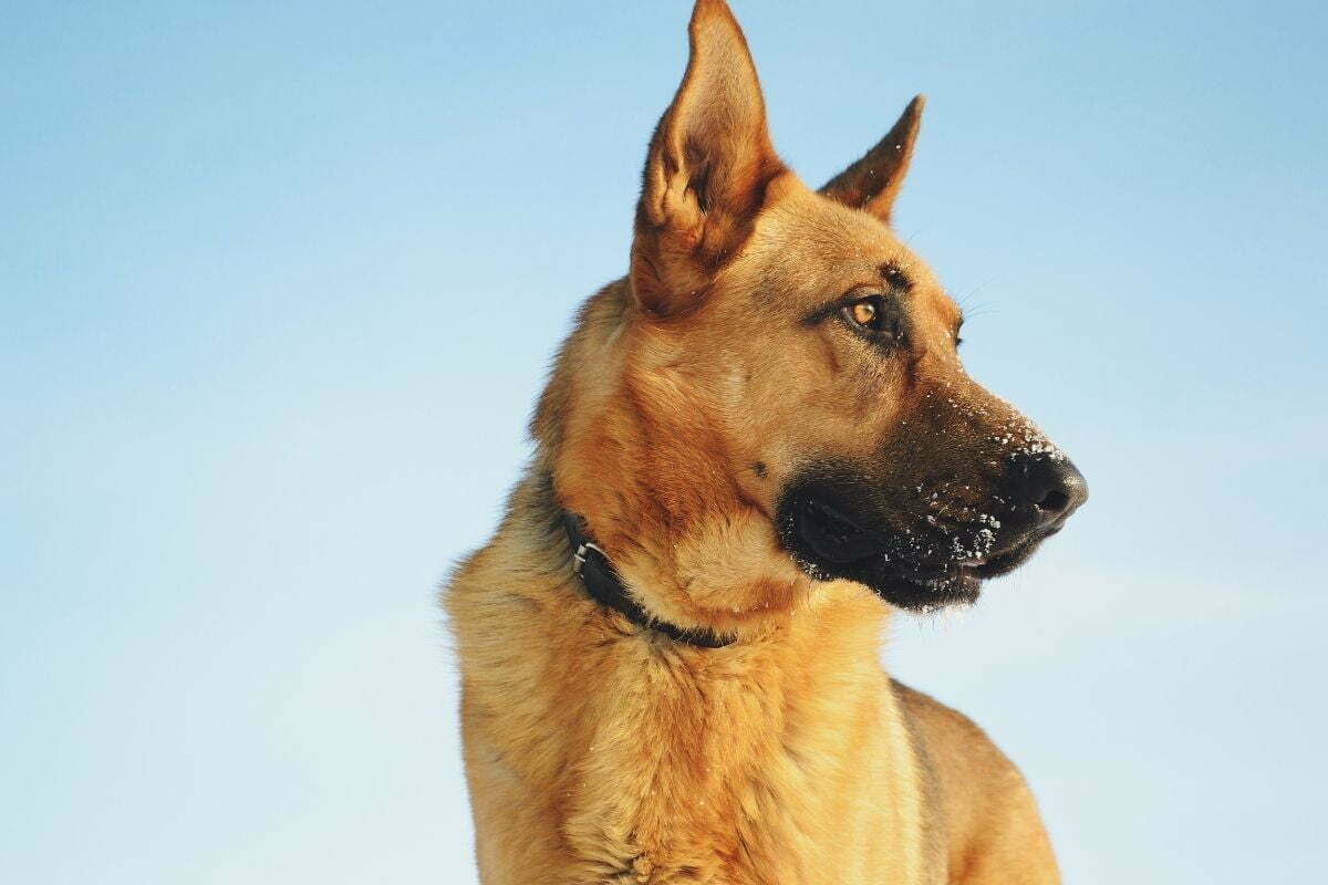 German shepered breed