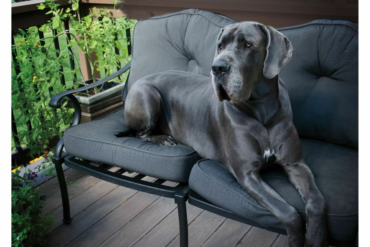 great dane on chair