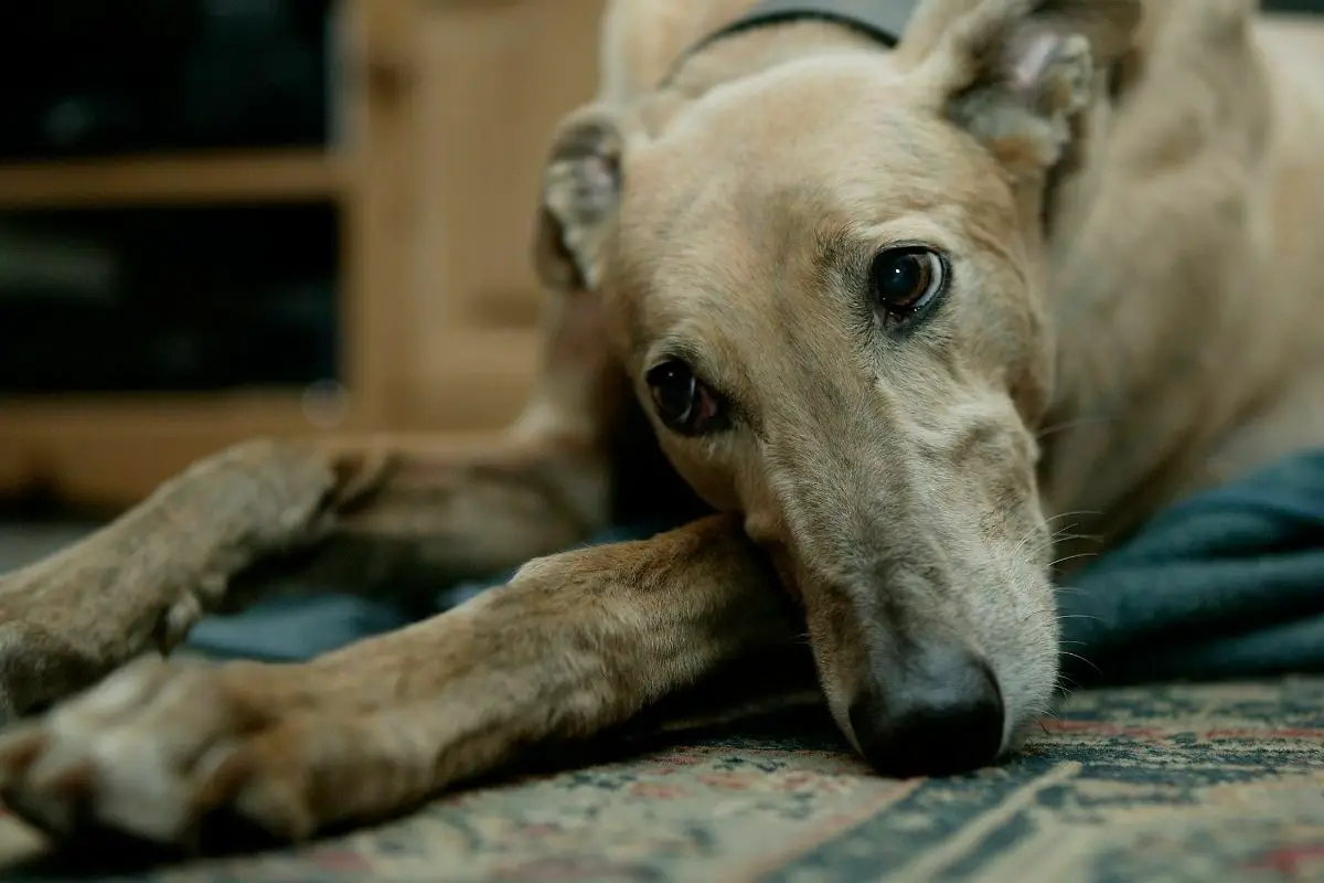 greyhound resting on carpet