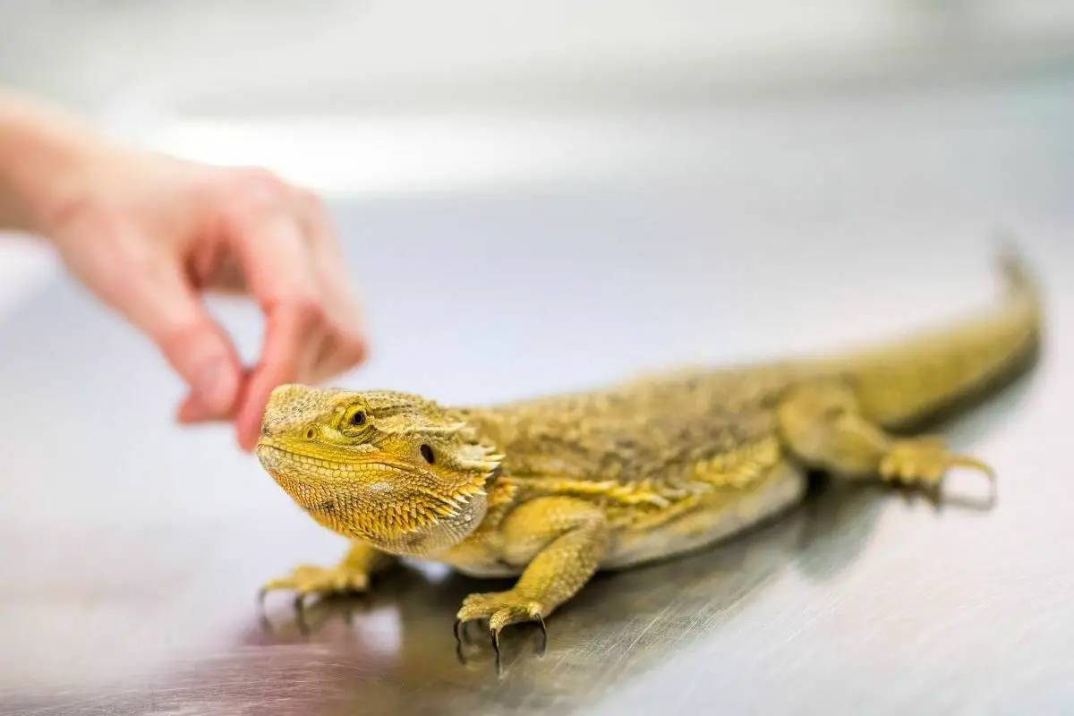 Bearded dragon lizard being petted