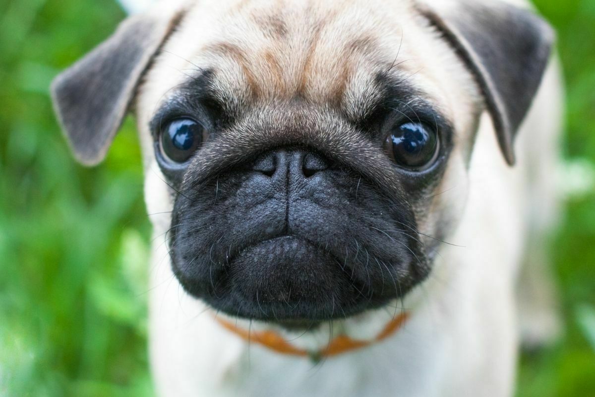 Cute white pug