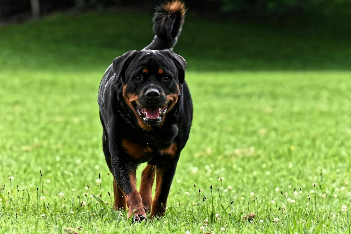 Rottweiler on the grass