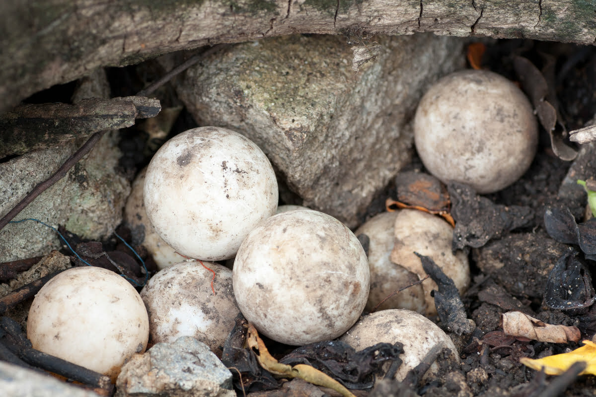 Snapping turtle eggs on the ground