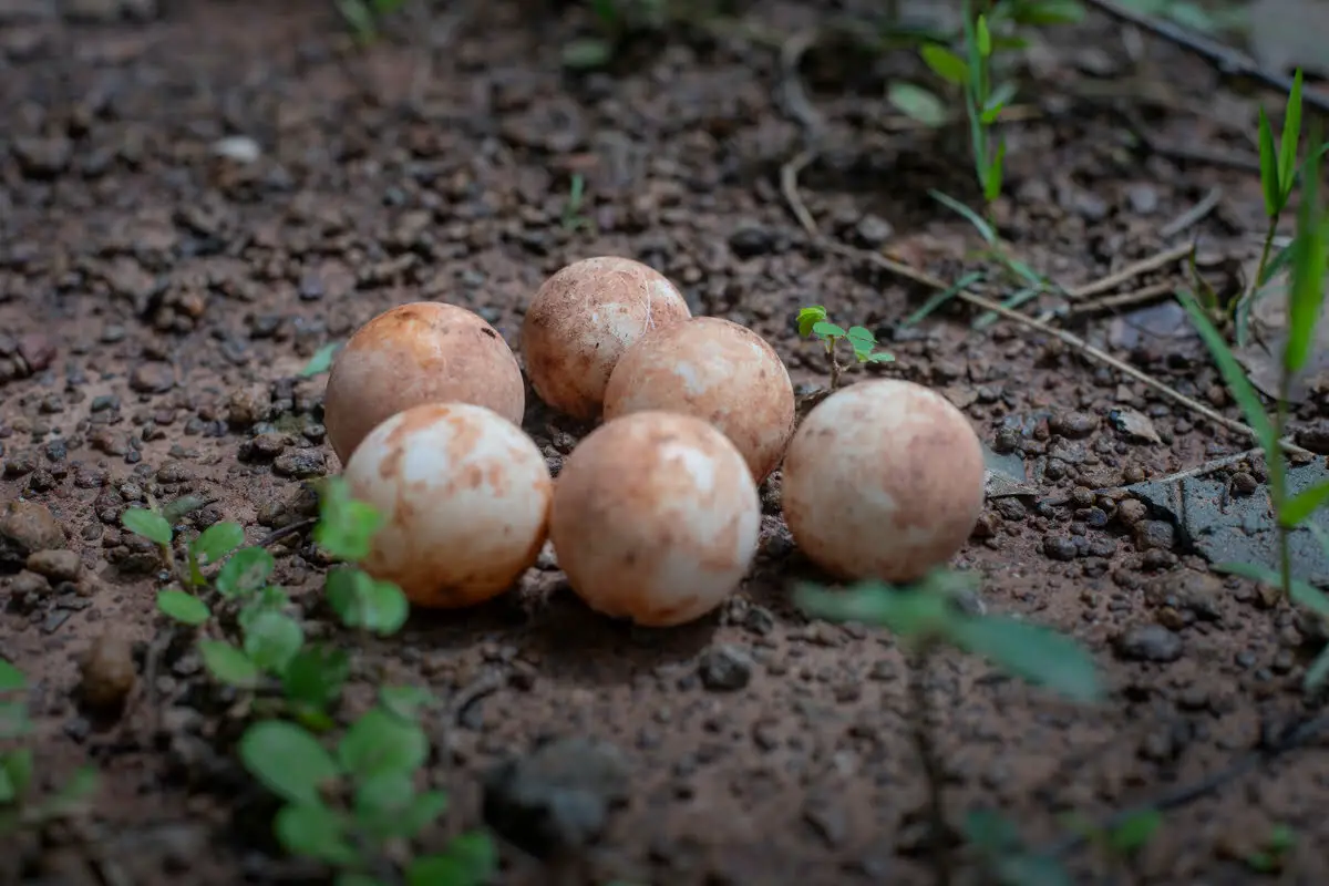 snapping turtle eggs on the ground