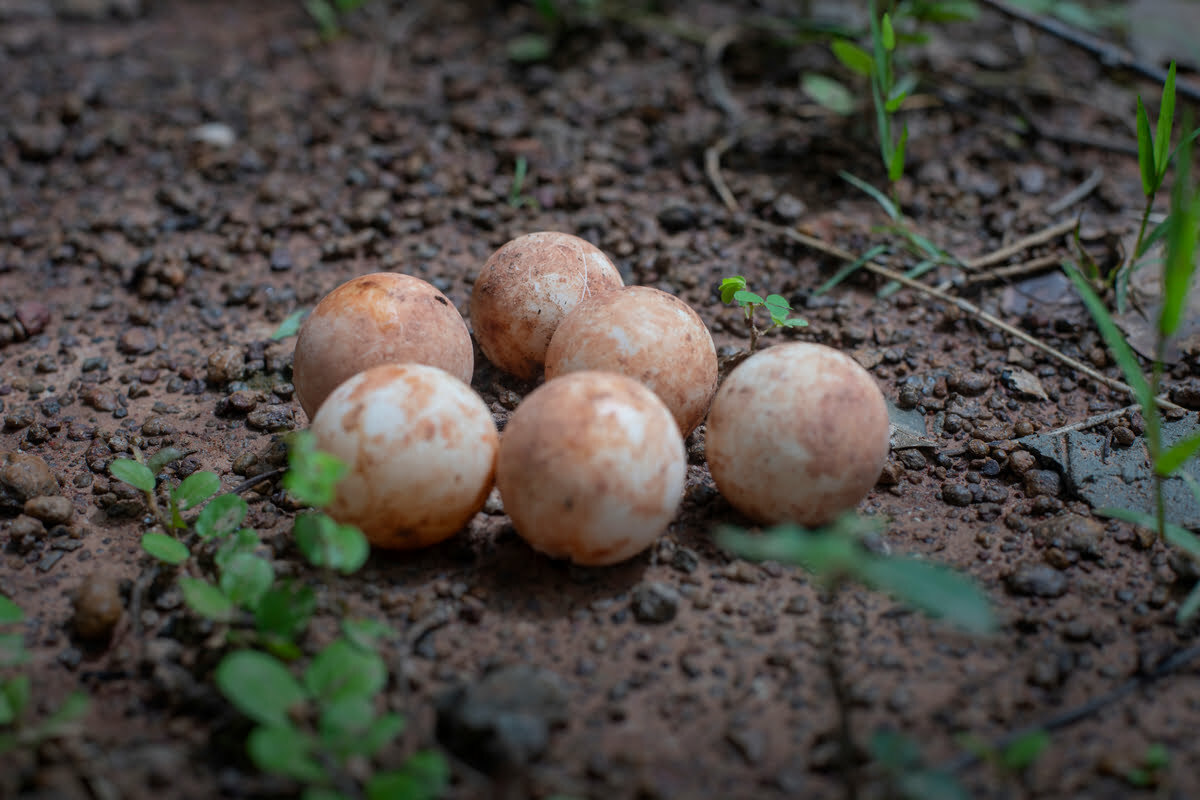 Snapping turtle eggs on the ground