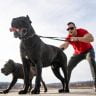 Strong dogs pulling their muscular owner
