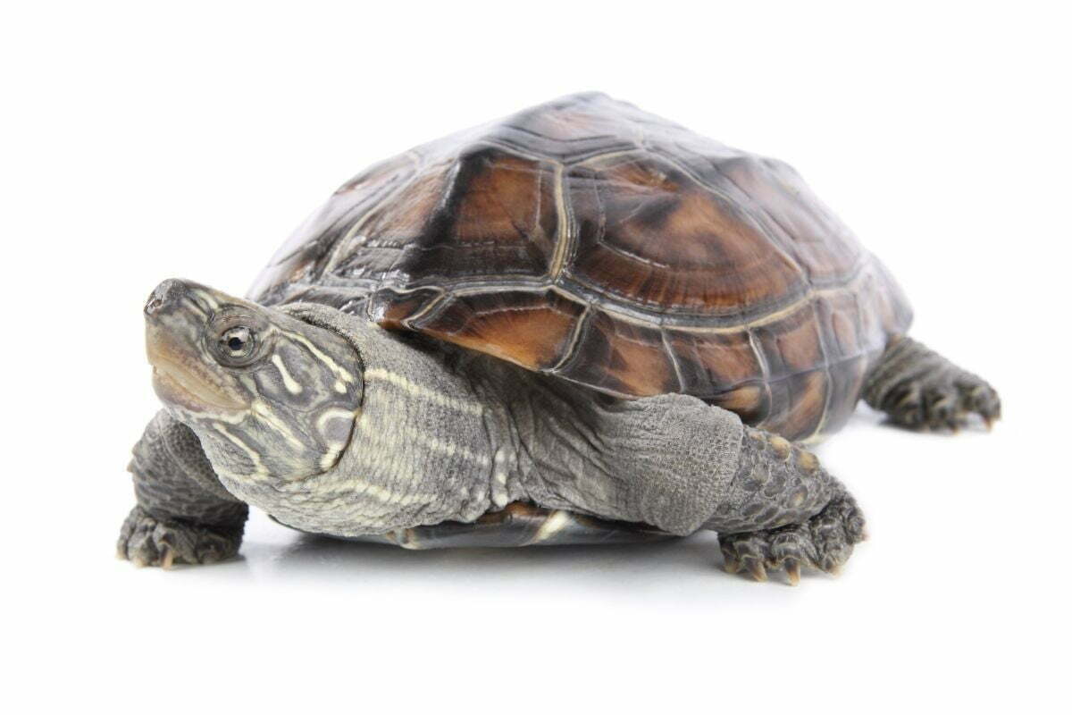 Tortoise on white background