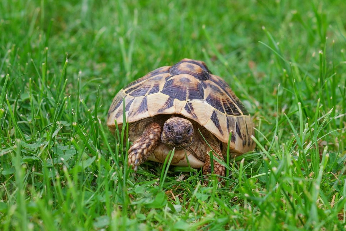 Turtle in the grass