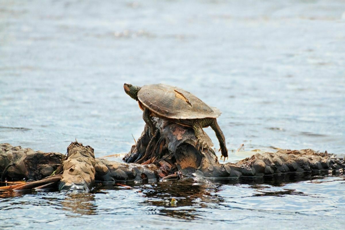 Map turtle with cracked shell basking in the sun