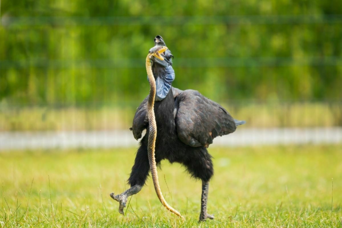 Bird killing snake