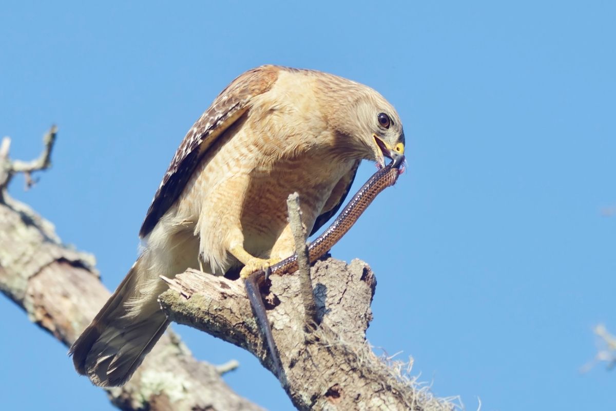 Crested serpent eagle with snake kill