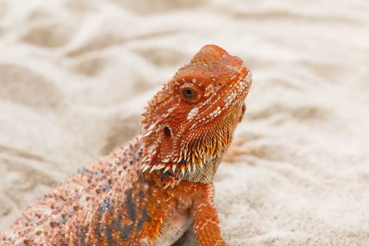 Red bearded dragon crawling through sand