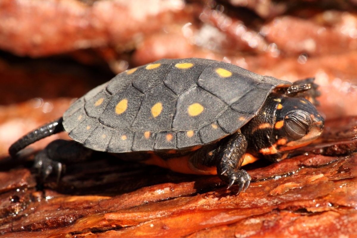 Baby spotted turtle with closed eyes