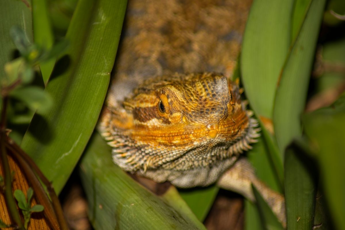 Bearded dragon behind plants