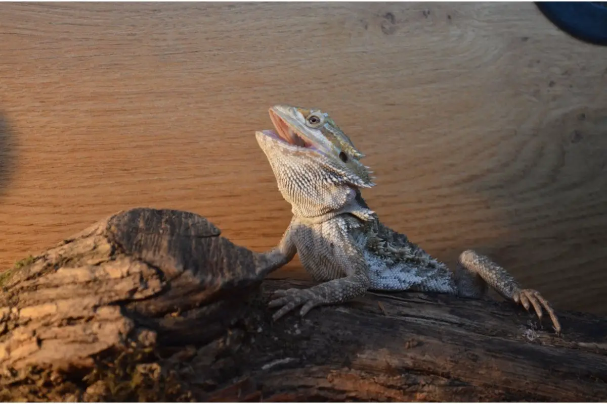 Bearded dragon on wood