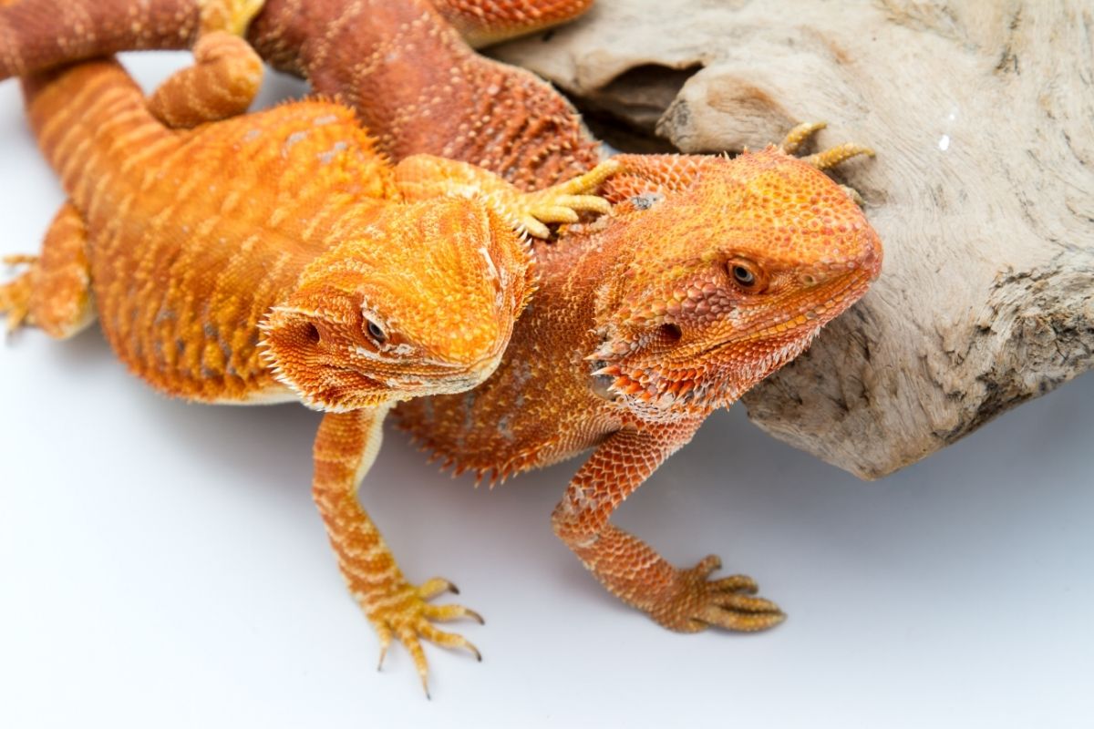 Two bearded dragon