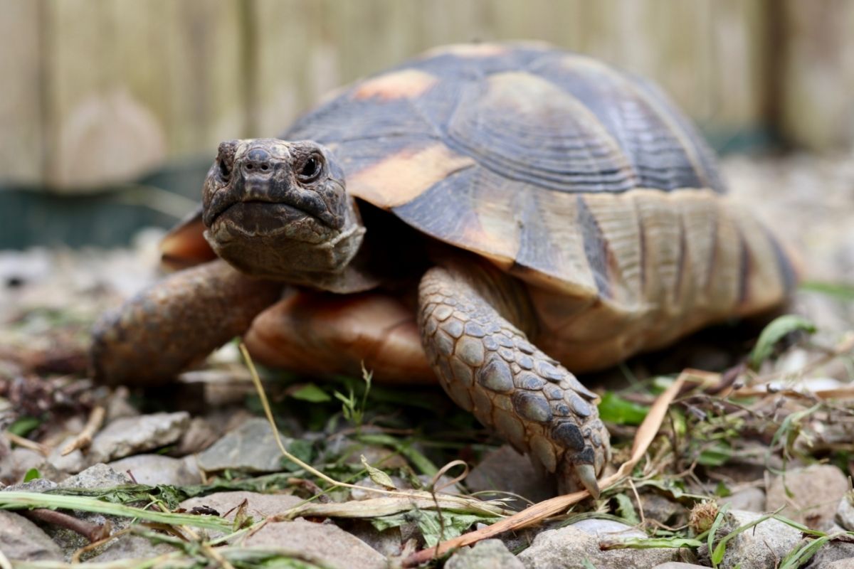 Tortoise on ground