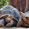 20 different tortoise species