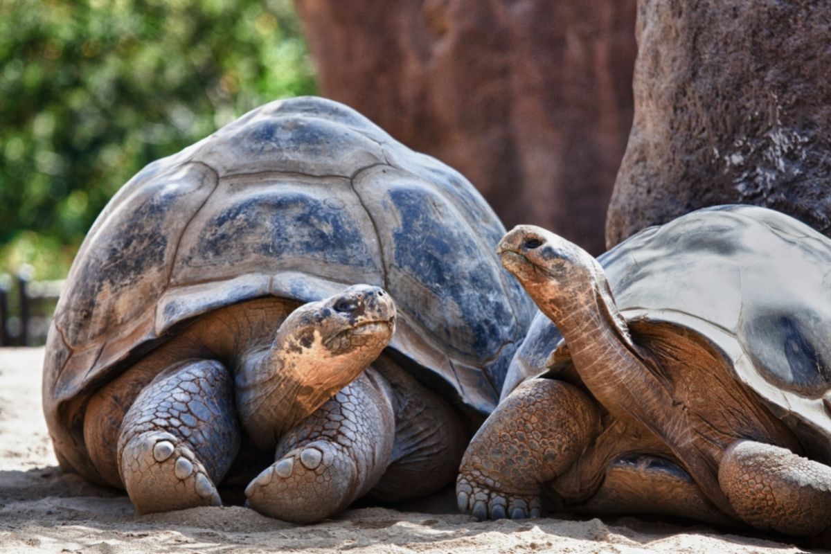 20 Different Tortoise Species