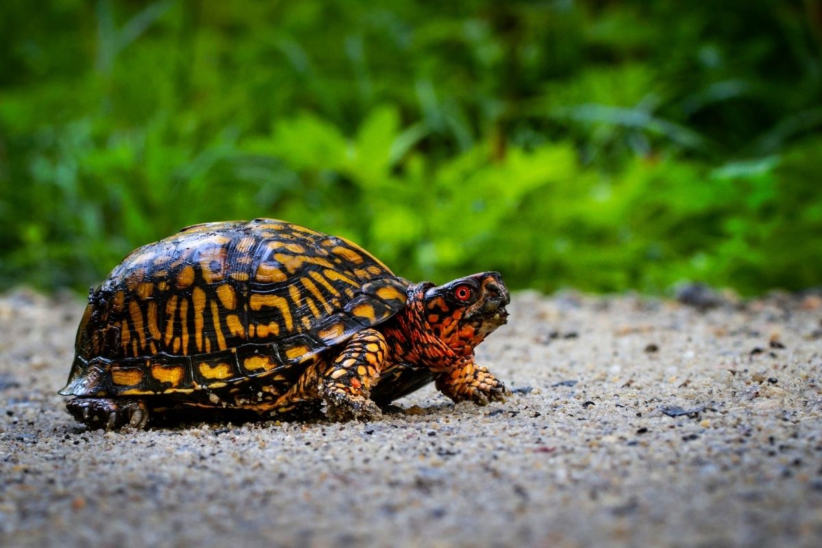 Eastern box turtle walking