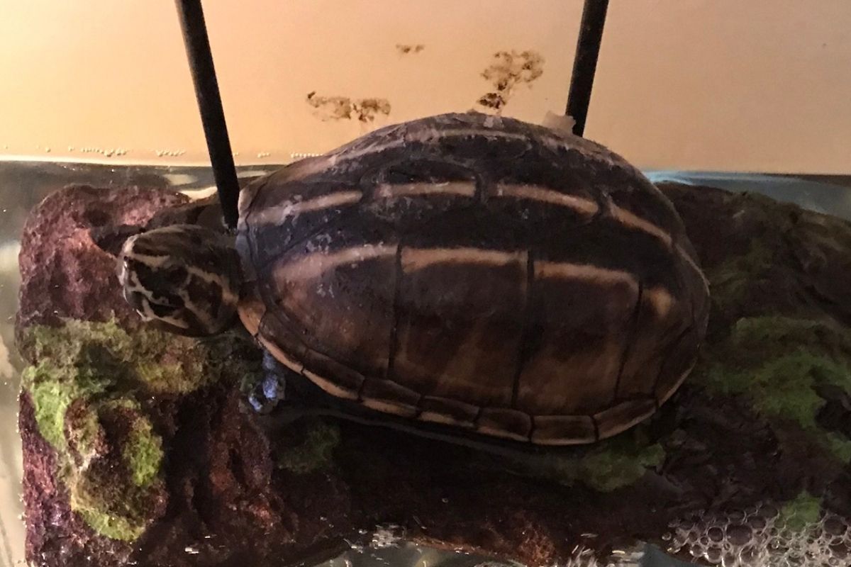 3-Striped Mud Turtle in an aquarium