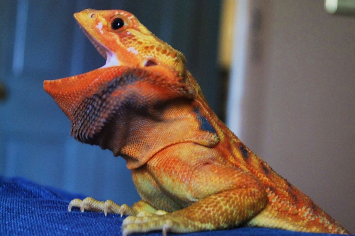 Bearded dragon open mouth