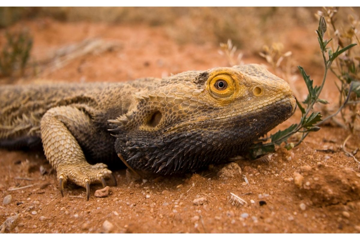 Bearded dragon on sand