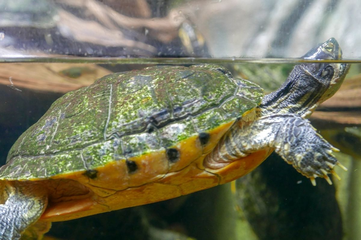 Turtle in water with tip of head