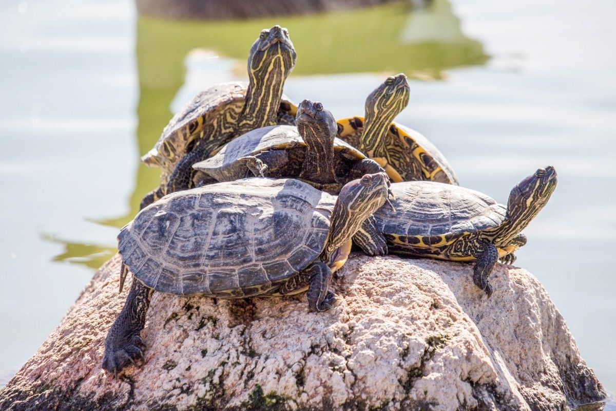 Five turtles on rock