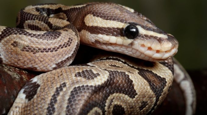 A baby mojave ball python morphs