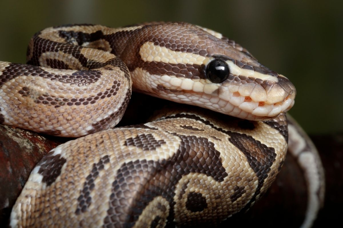 A baby mojave ball python morphs