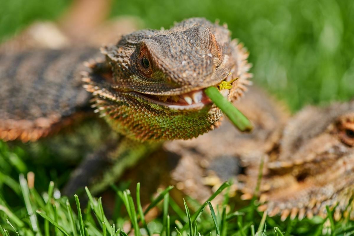 Bearded dragon eating leaf