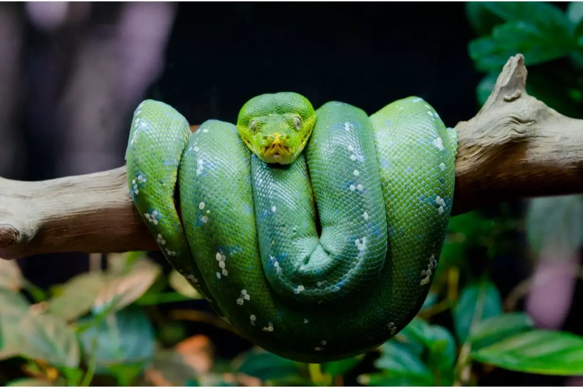 A big green snake on a branch