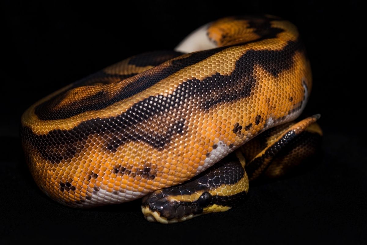 A brown snake hiding its head