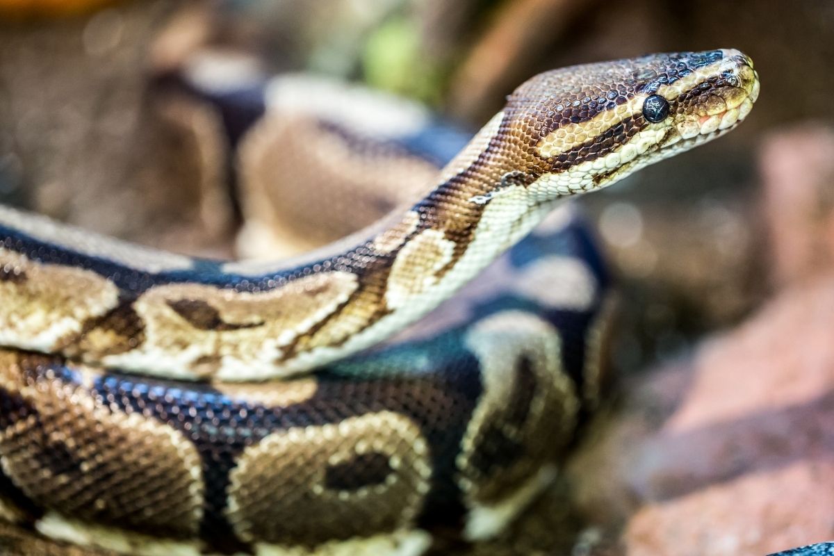 A brown snake with black eyes