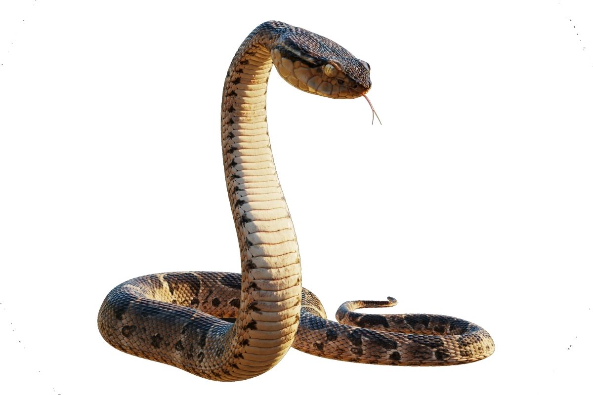 A giant snake