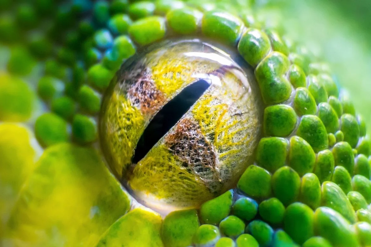 13 Incredible Green Tree Python Morphs And Localities 2 A green snake looking at the camera