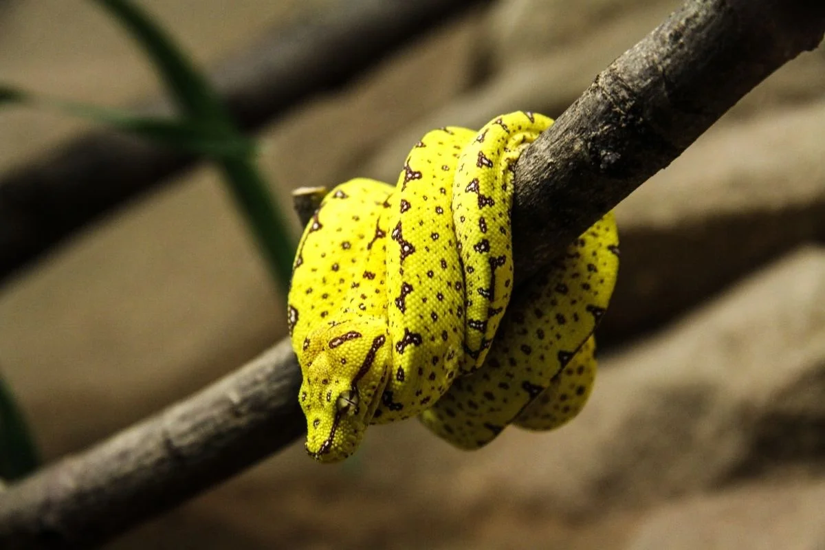 13 Incredible Green Tree Python Morphs And Localities 1 A green snake on a branch