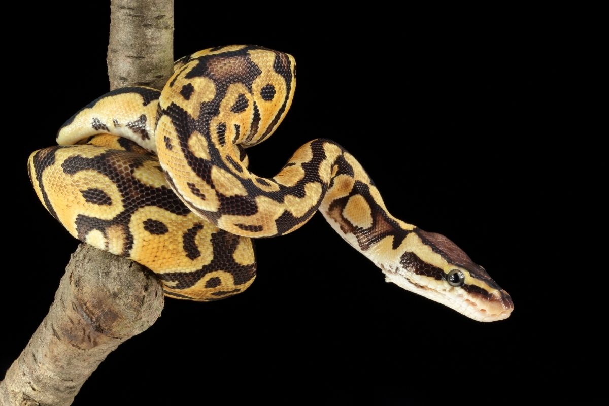 A snake extending from branch