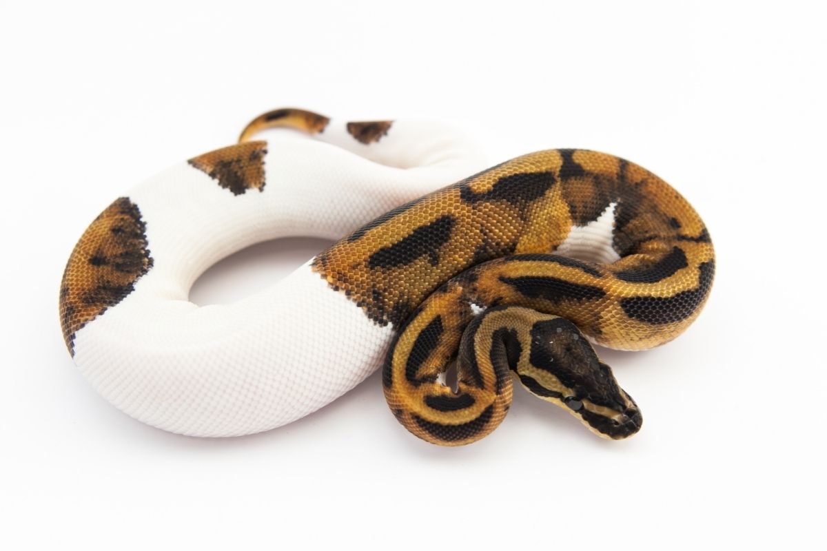 A snake with a white-colored body