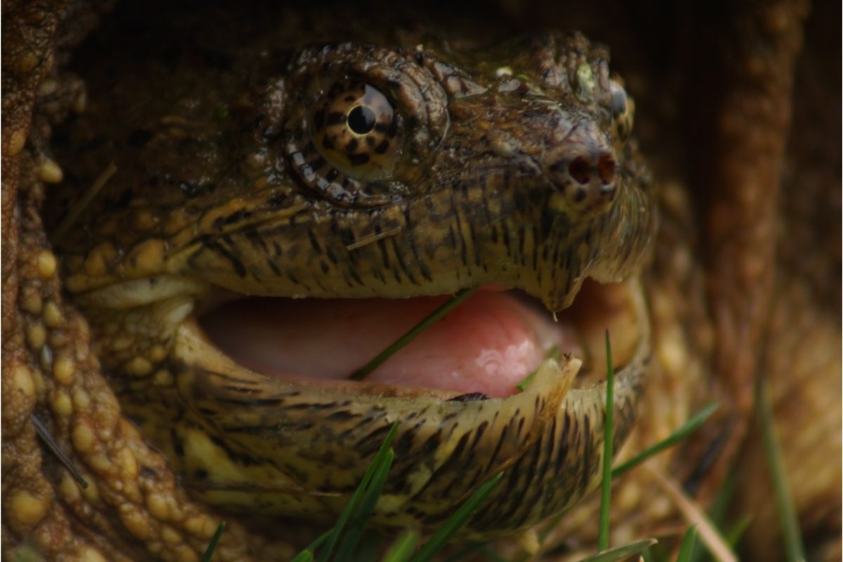 A turtle about to bite