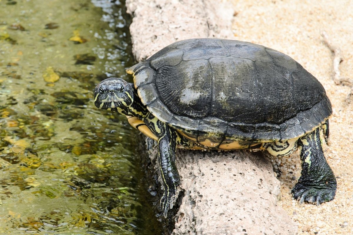 A turtle attempting to jump