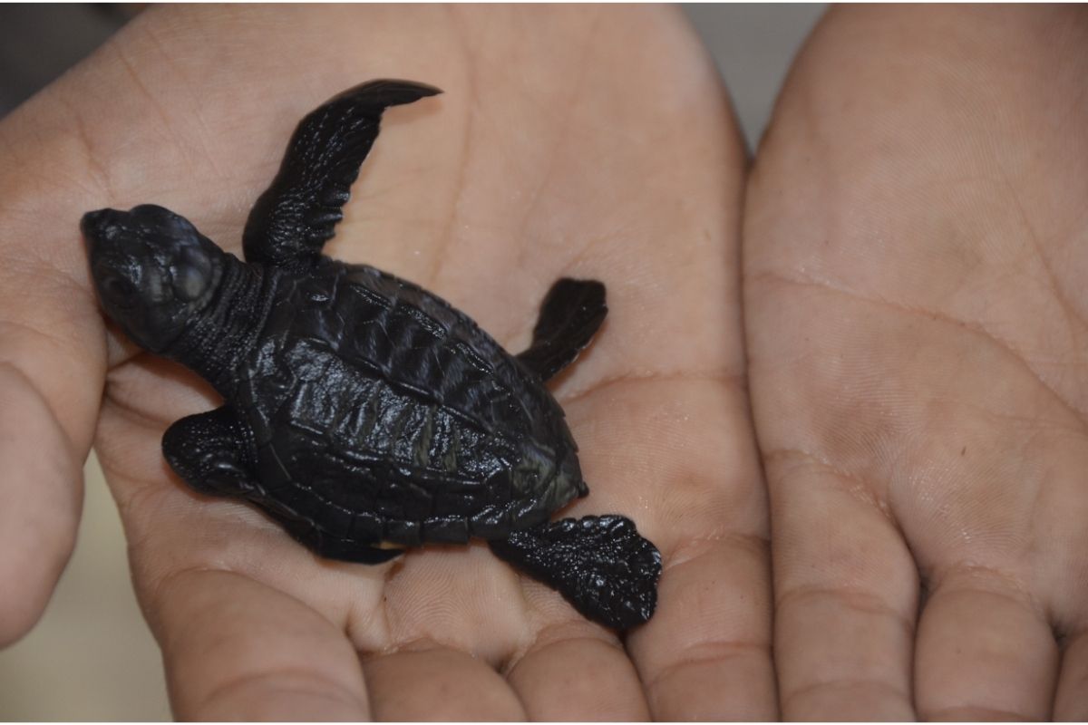 A turtle being held