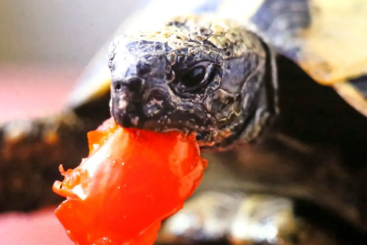A turtle eating a tomato